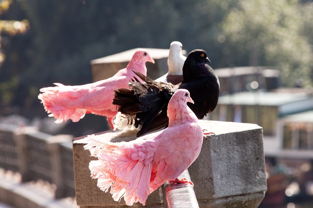 恒大汽車：關聯企業啟動破產重整.